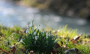 snowdrops-3322362_1920