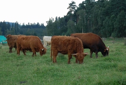 Kemp Sikluv Mlyn_60.jpg