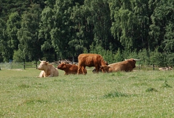 Kemp seceni Sikluv Mlyn2011_004.jpg