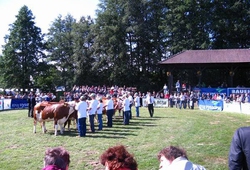 Vystava skotu Radesinska Svratka_08.jpg