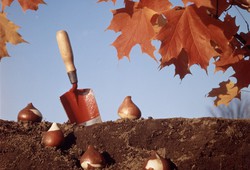 Podzim - čas pro výsadbu cibulovin, růží, ovocných stromů nebo živých plotů