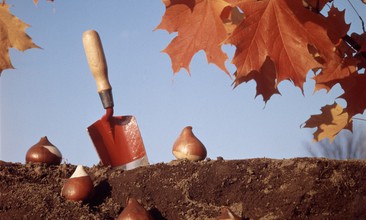 Podzim - čas pro výsadbu cibulovin, růží, ovocných stromů nebo živých plotů