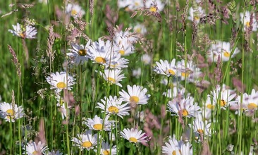 daisies-4244452_960_720