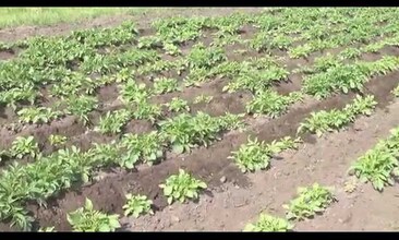 SESTAVA VARI GLOBAL - proorávání brambor