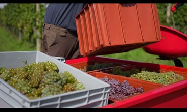 Vinobraní 2022 s malotraktorem VARI GLOBAL