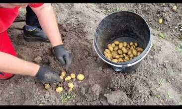 Vyorávání brambor s VARI GLOBAL